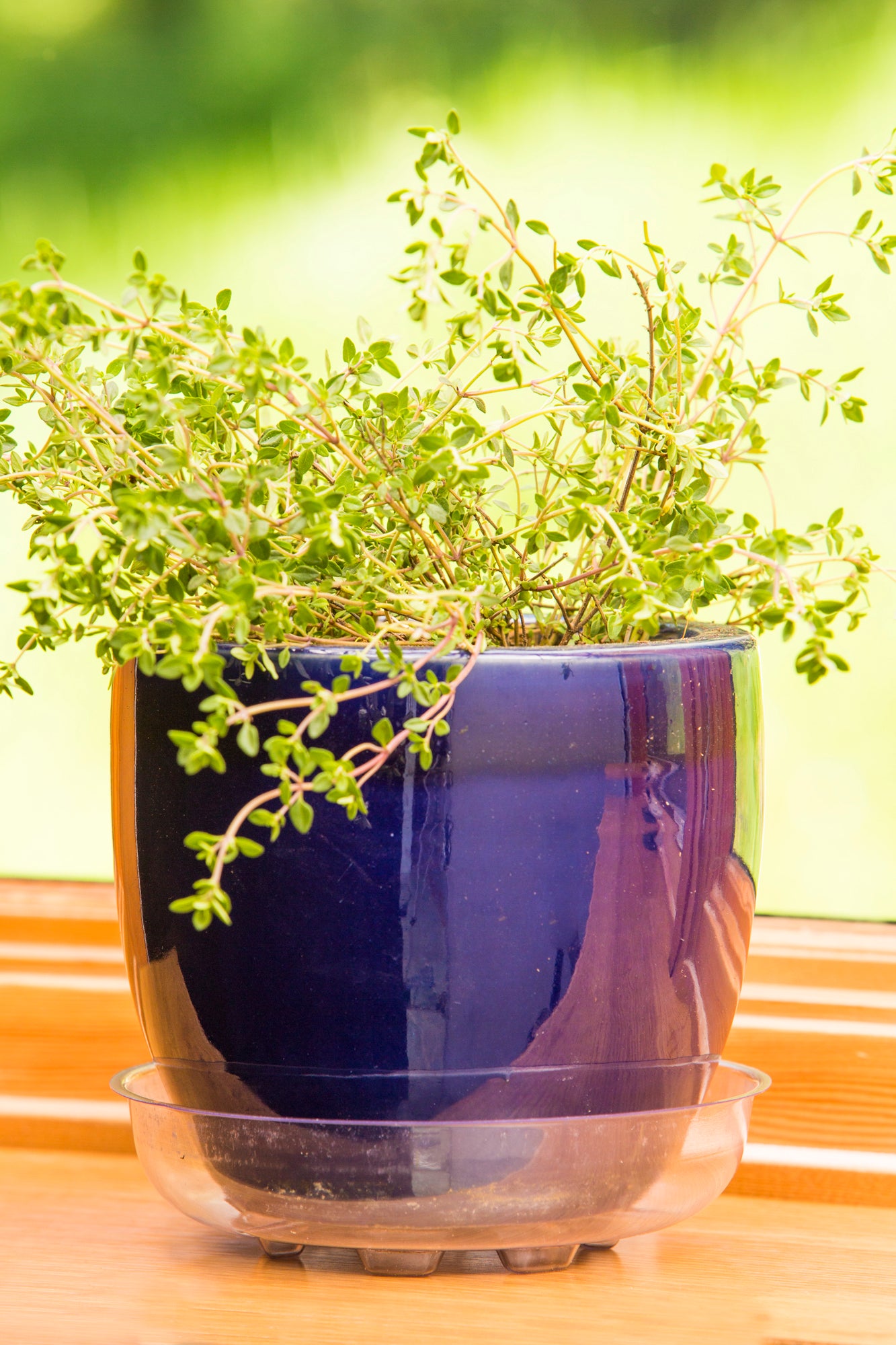 Down Under Plant Saucer - 8" Clear