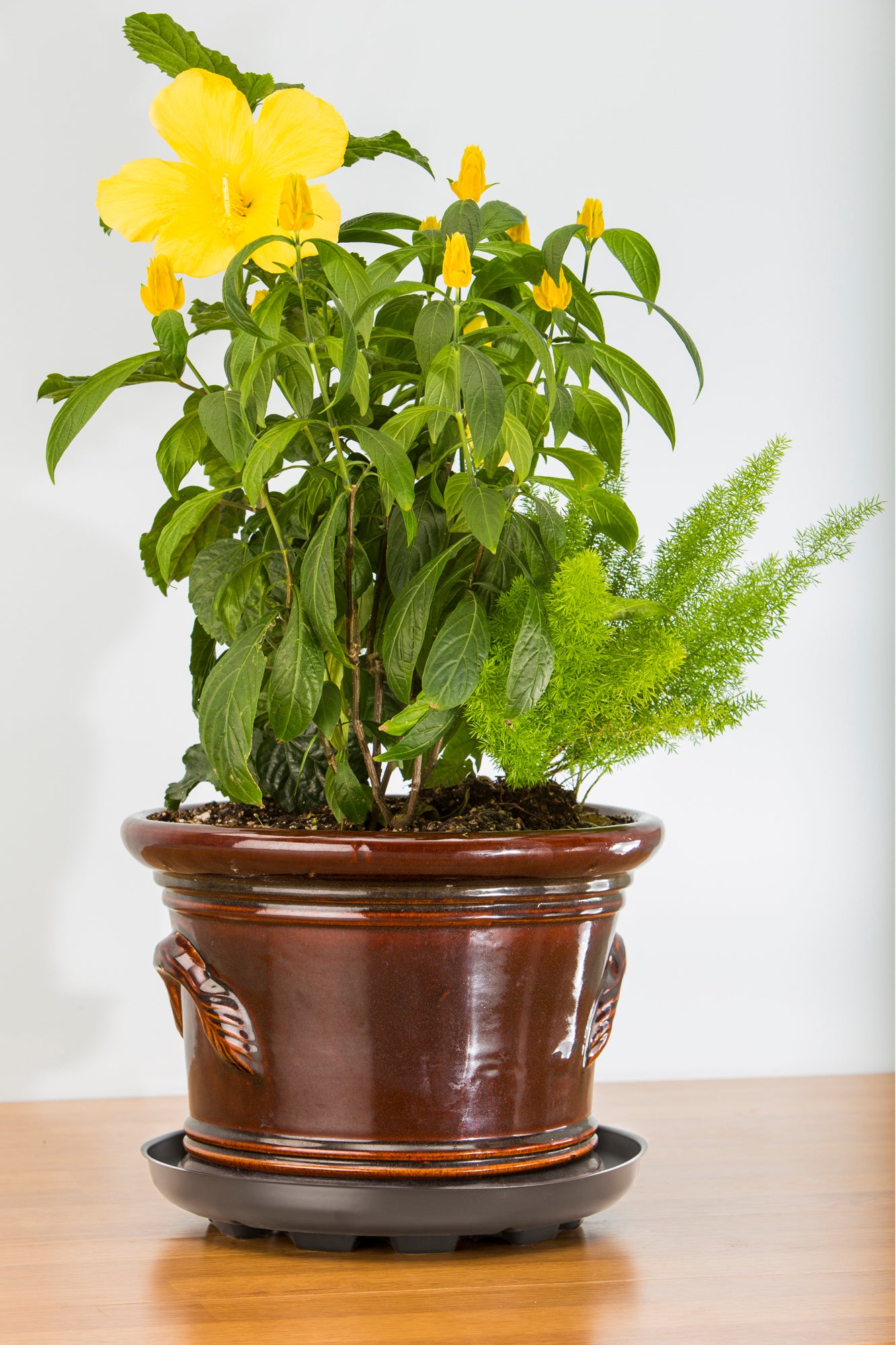 Down Under Plant Saucer - 6" Black