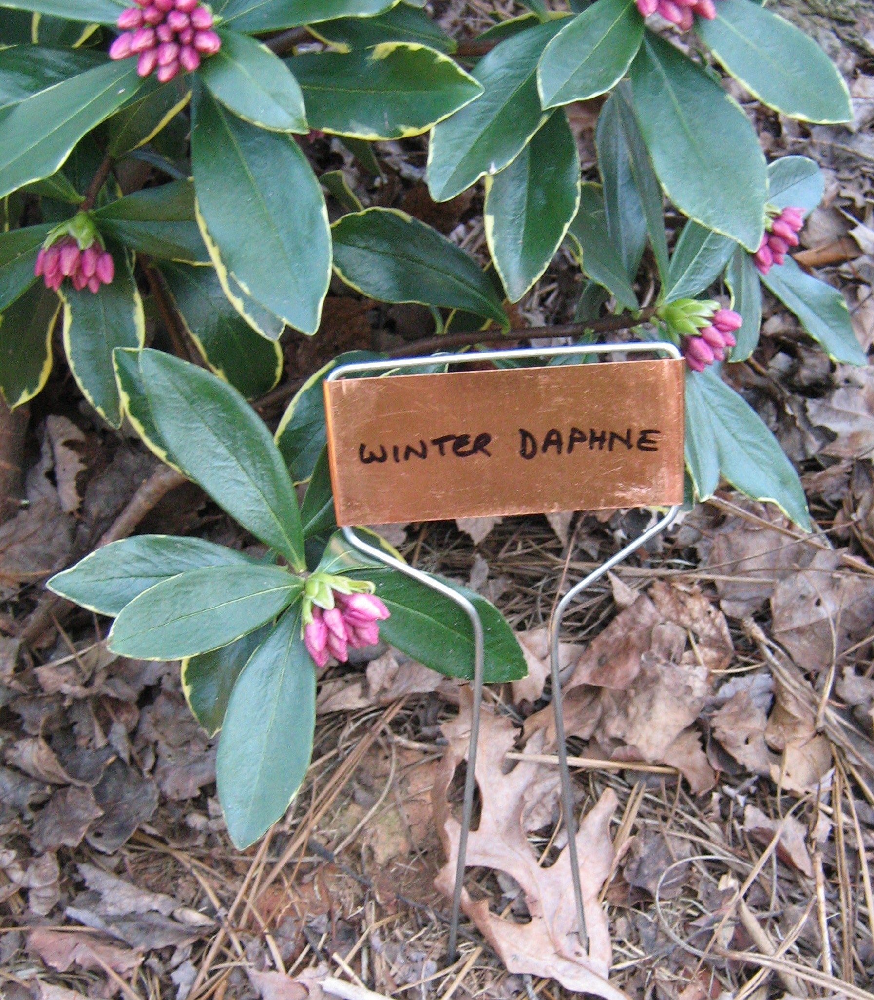 Small Face Weatherproof Copper Plated Plant Markers - 10 inch