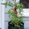 Tomato Planter Bag
