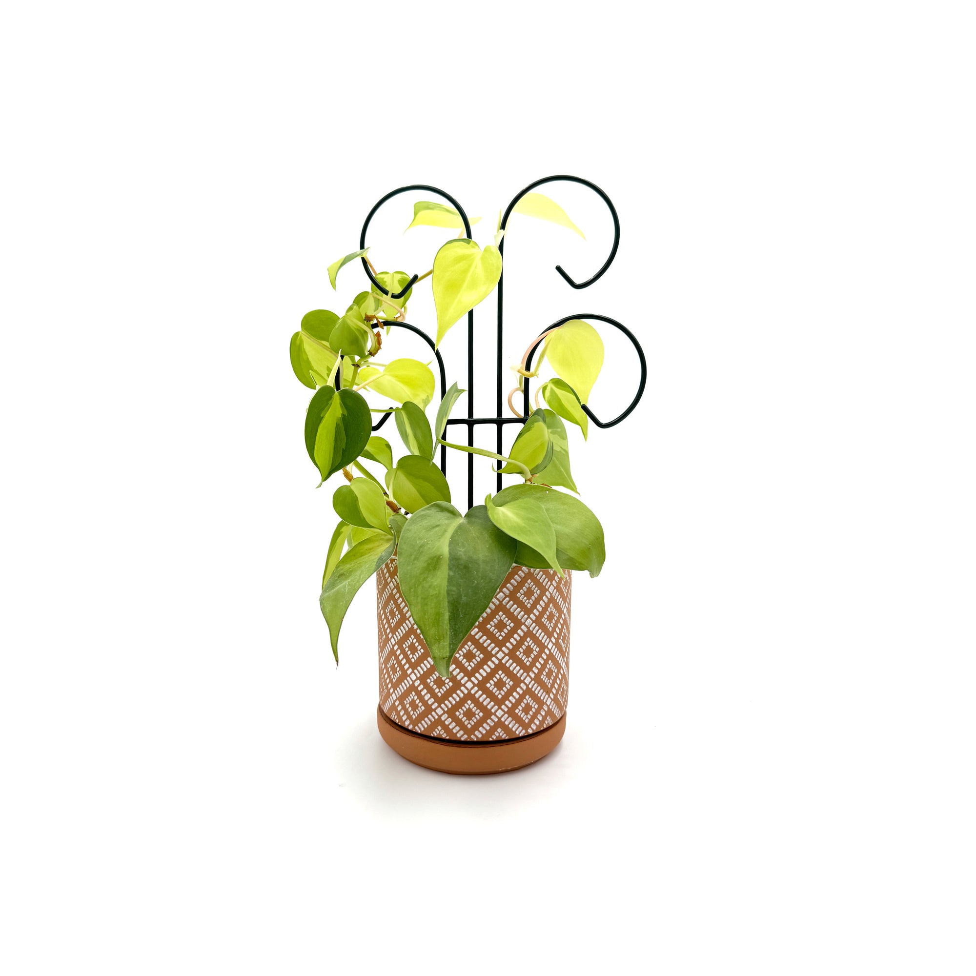 Houseplant Trellis- 18" Mini Scroll Pot Trellis