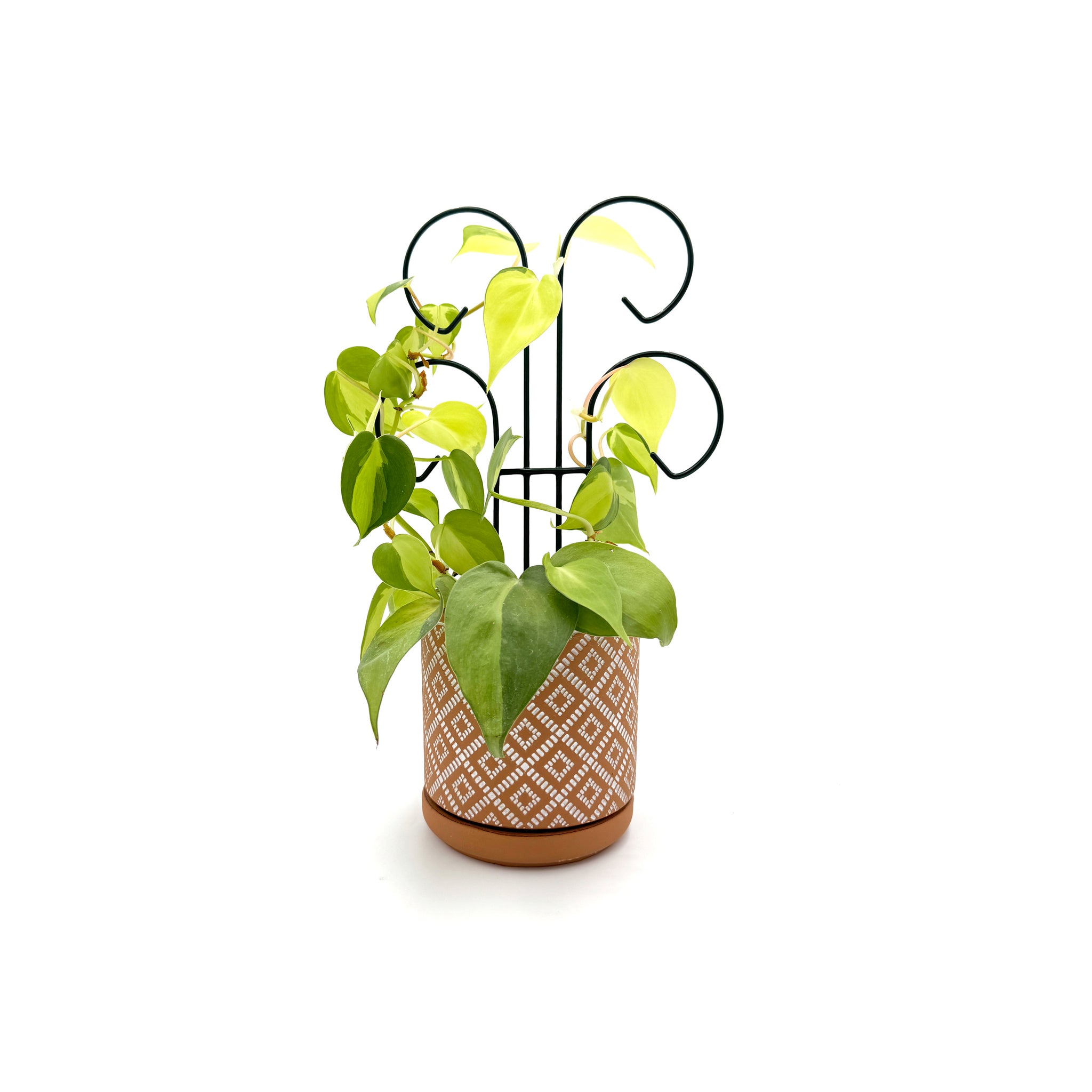 Houseplant Trellis- 24" Scroll Pot Trellis
