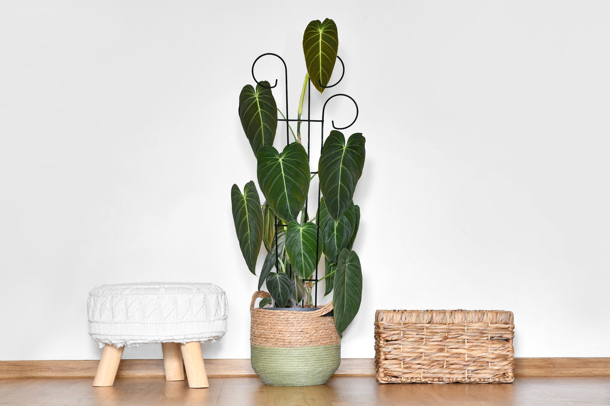 Houseplant Trellis- 24" Scroll Pot Trellis