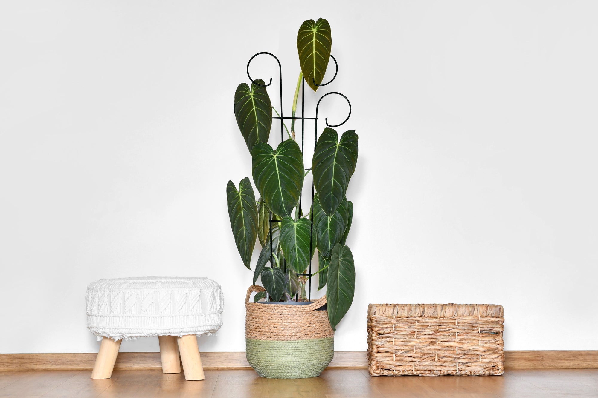 Houseplant Trellis- 36" Scroll Pot Trellis