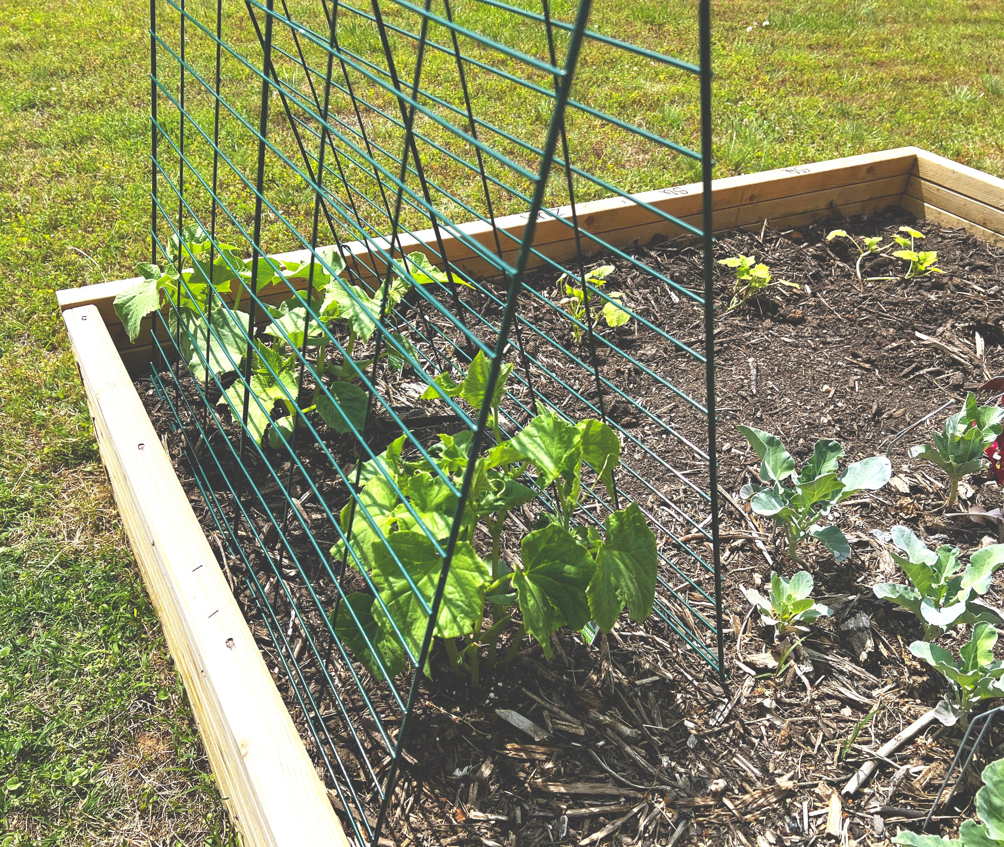 Veggie Trellis with 2 Panels