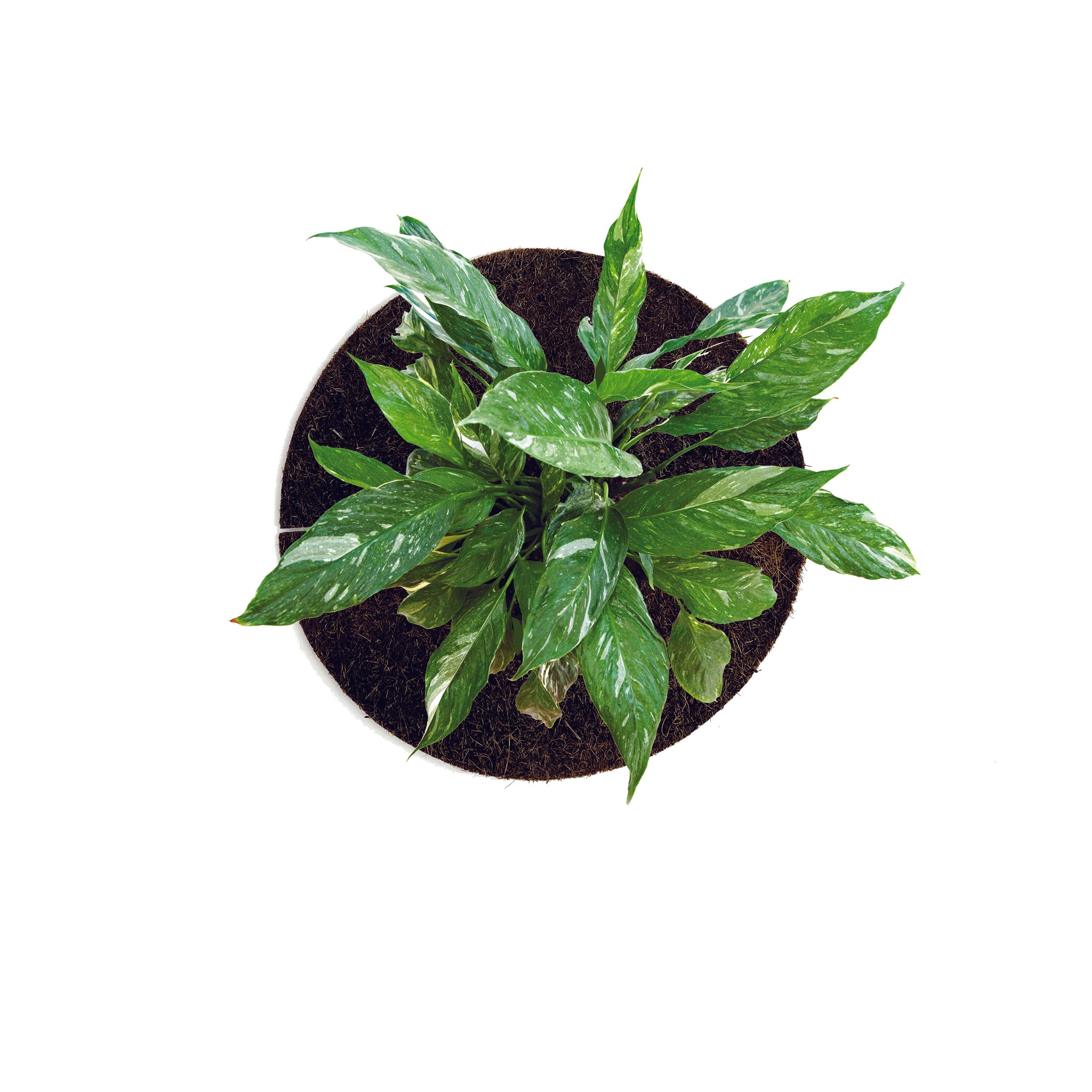 Coco Fiber Tree Protector Rings