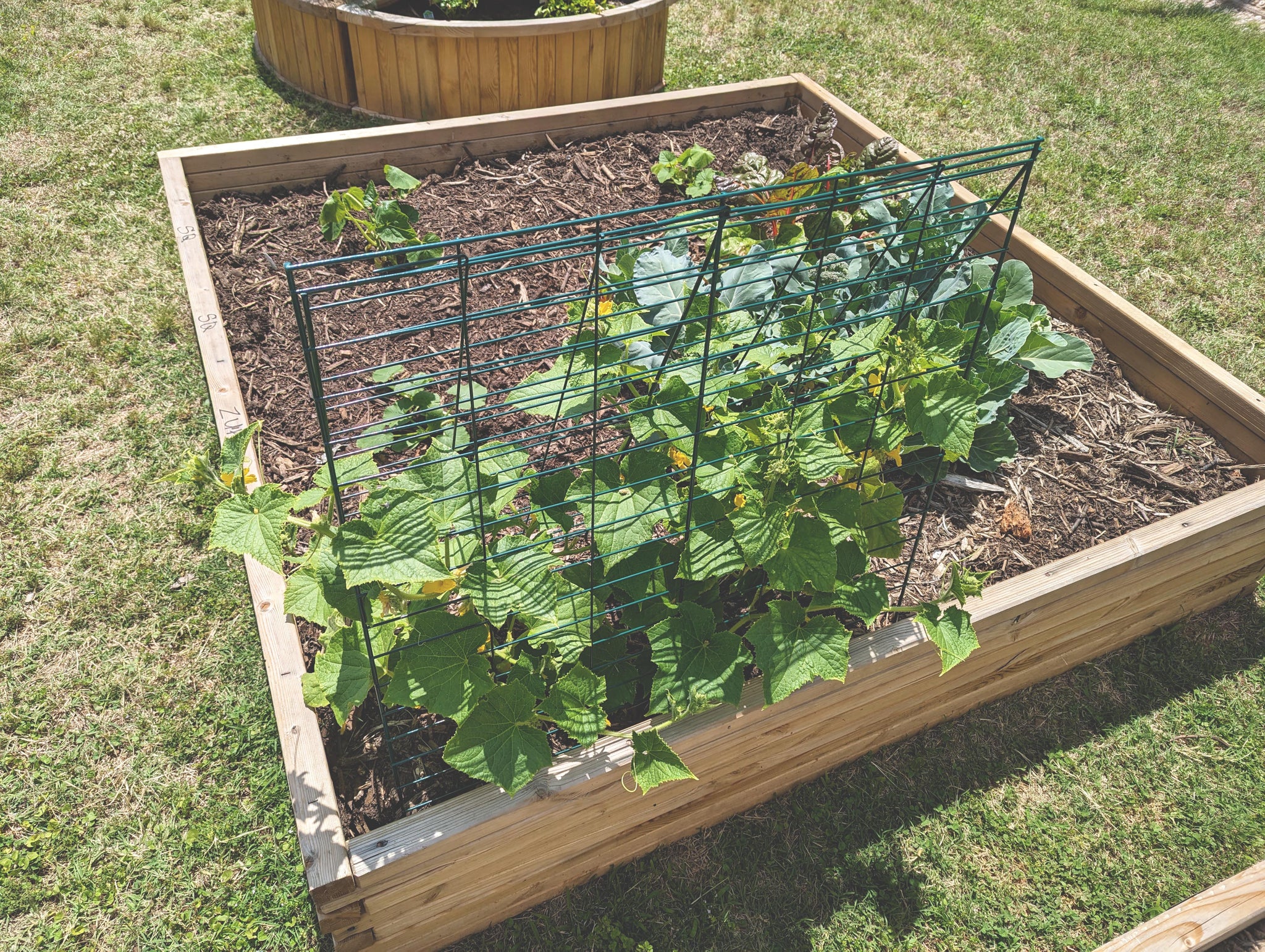 Veggie Trellis with 2 Panels