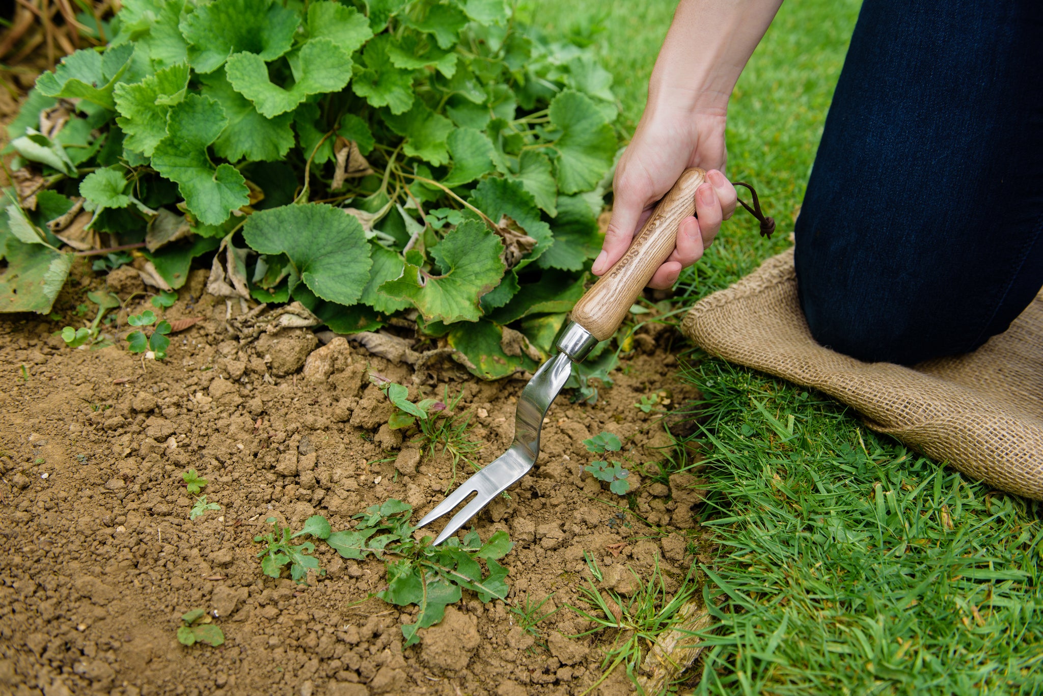 Kent & Stowe Stainless Steel Dandelion Weeder