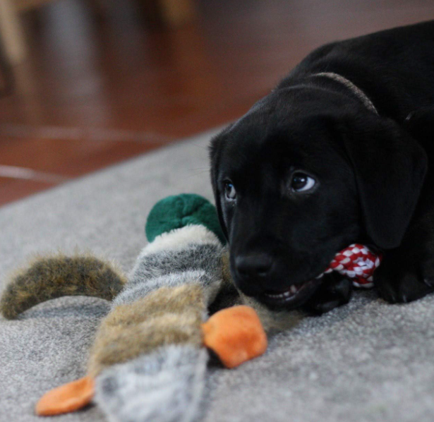 Petface Luxury Multi Squeak Duck Plush Chew Toy