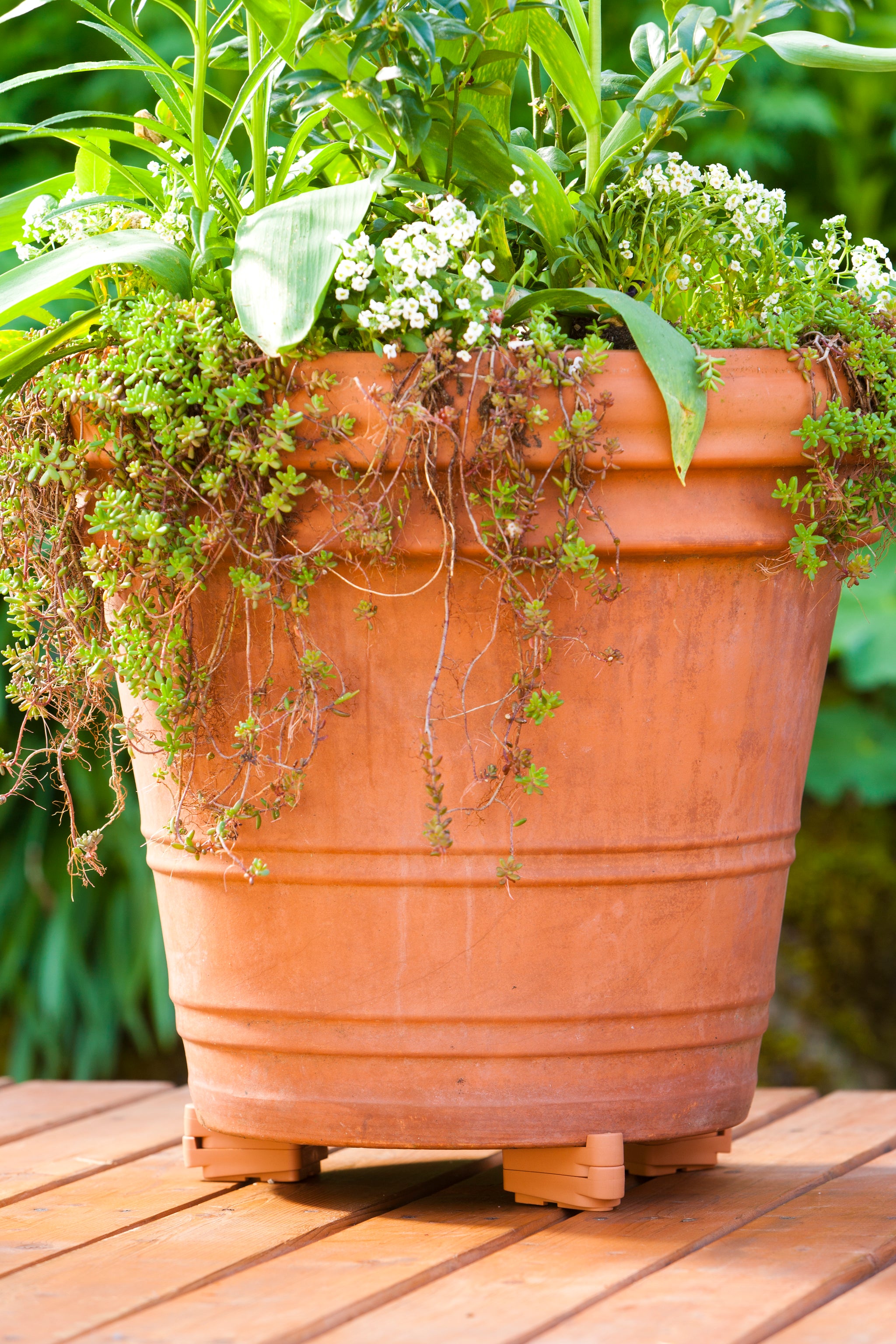 Pot Toes 12 Pack Terra Cotta