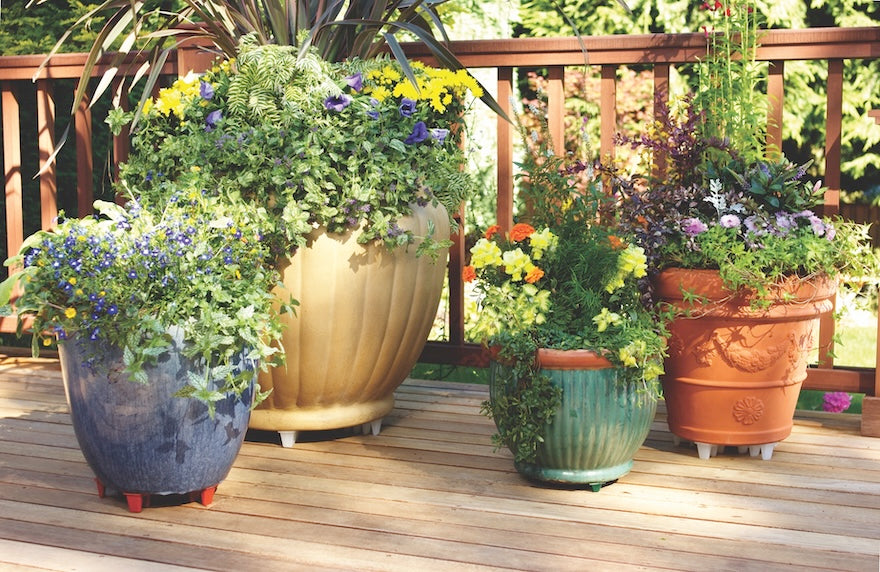 Planted pot resting on a Bosmere Down Under Plant Caddie
