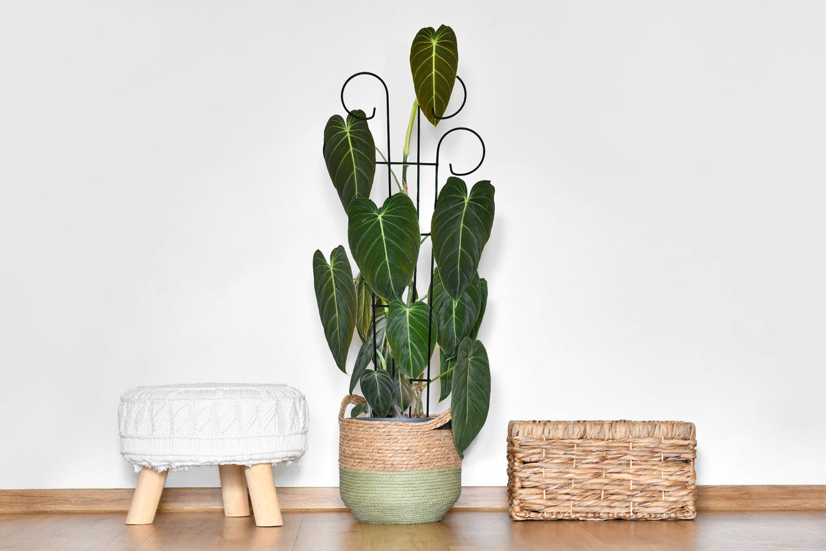 Bosmere Indoor Houseplant Trellises | Heavy-Duty Scroll & Ladder Pot Supports