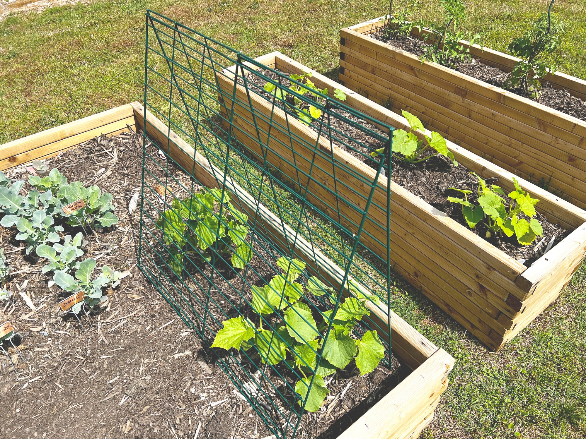 trellis vegetable plants Veggie Trellis with 2 Panels