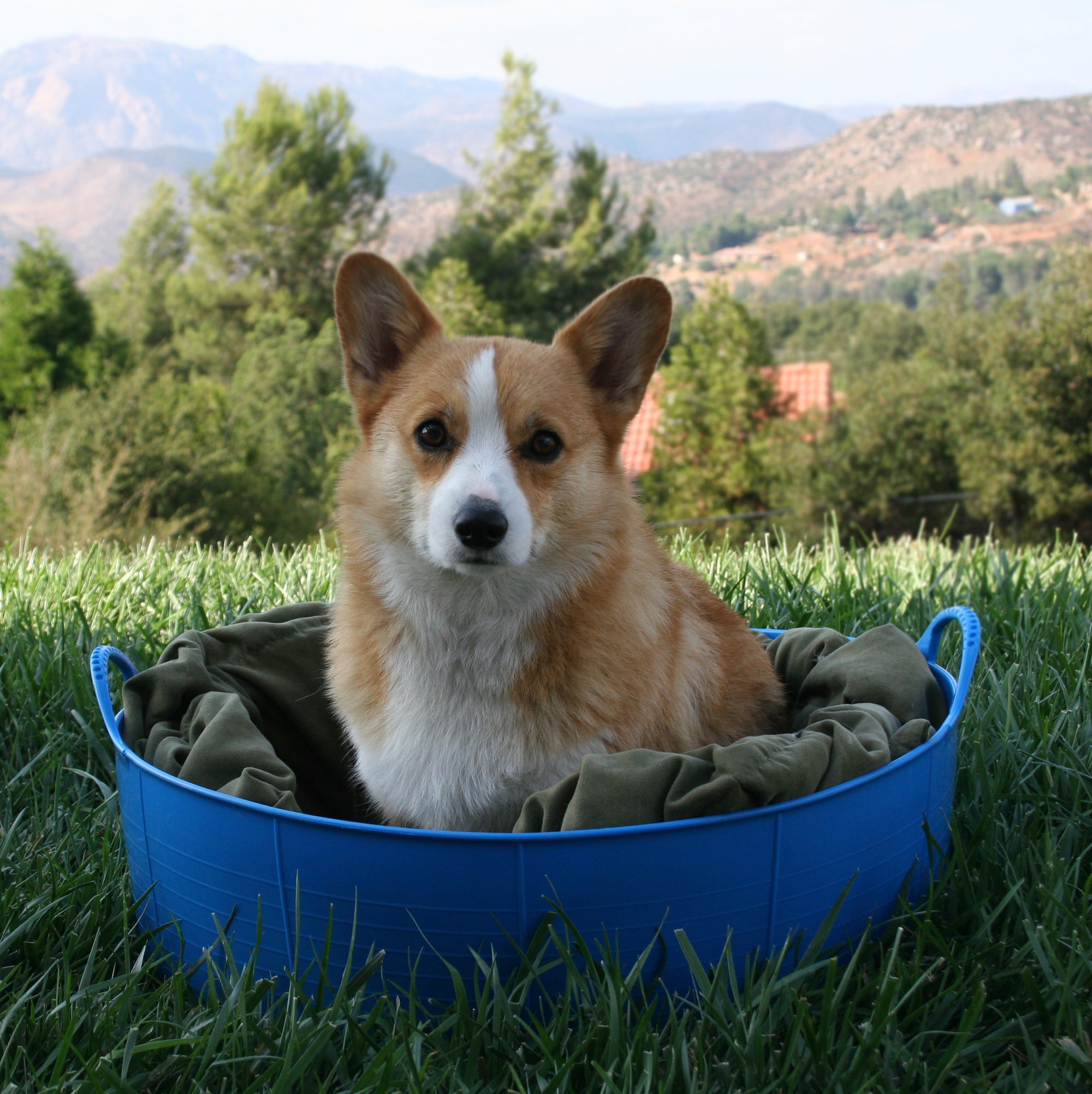 Gorilla Tub® Large Shallow 35L Flexible Utility Tub