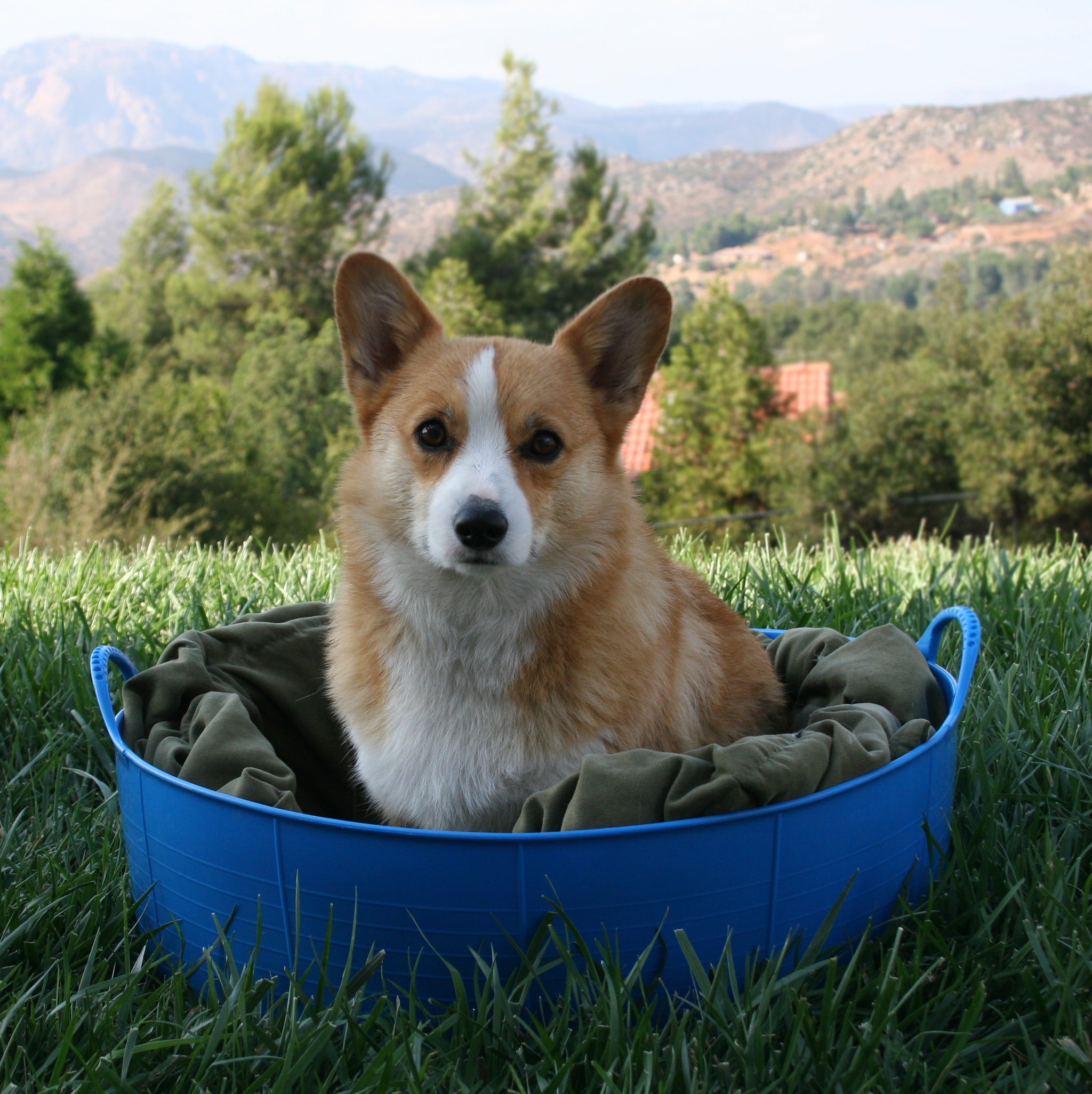 Gorilla Tub® Large Shallow 35L Flexible Utility Tub