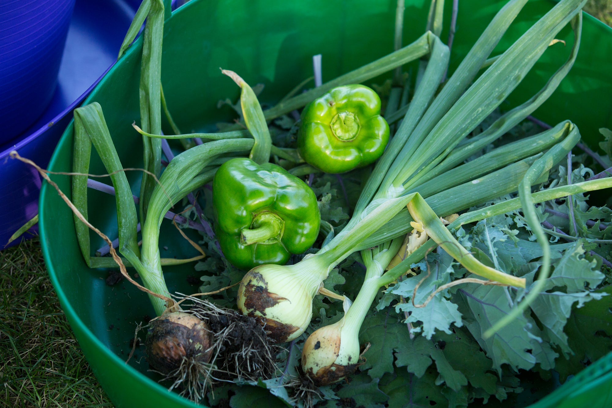 Gorilla Tub® Large Shallow 35L Flexible Utility Tub