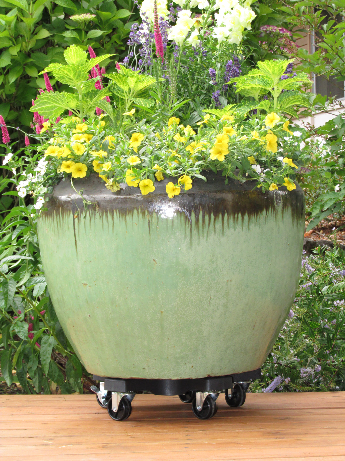 Bosmere 16" Down Under Plant Caddies | Heavy-Duty 500 lb Rolling Plant Stands