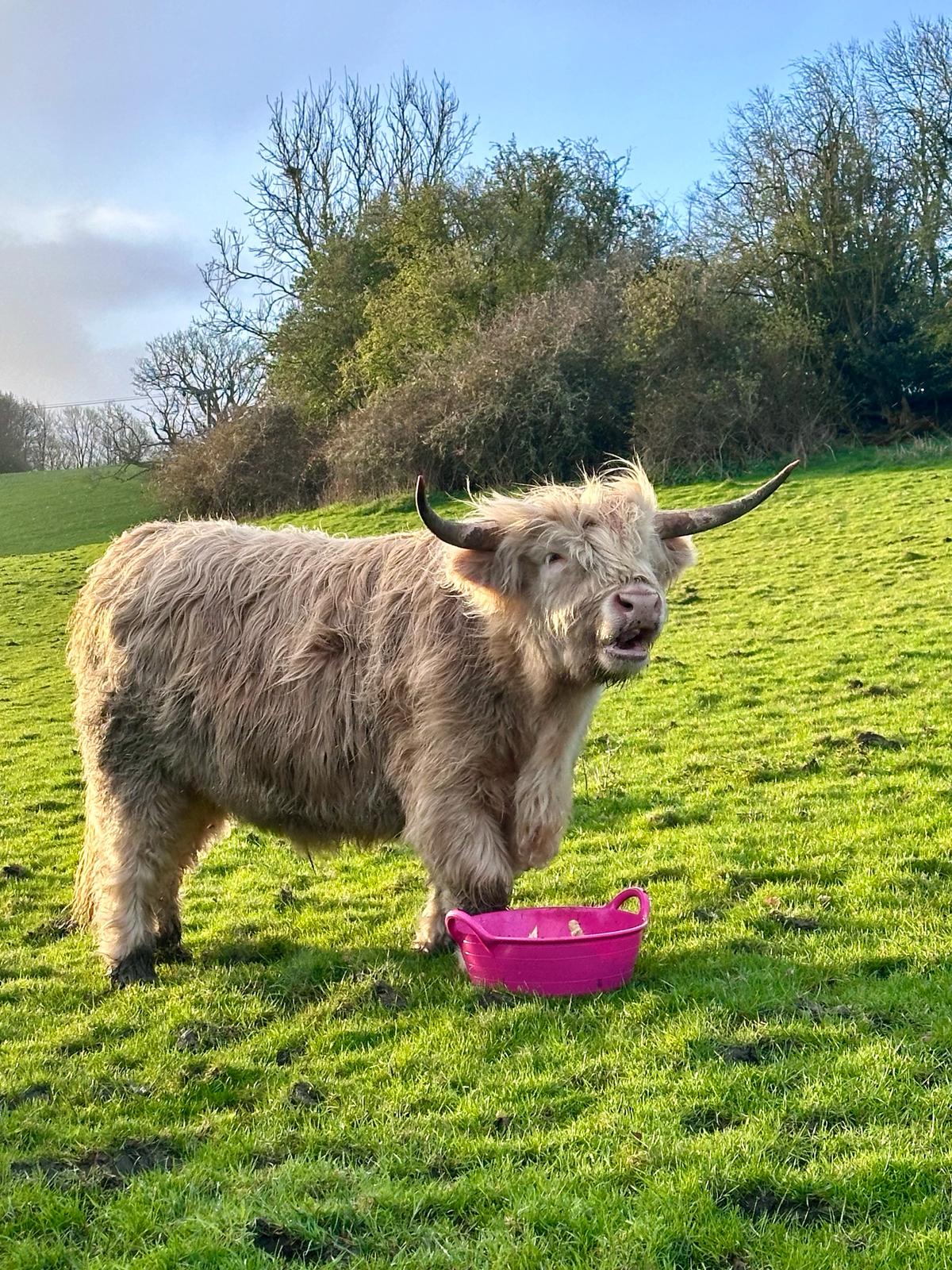 Gorilla Plas S2 Medium Feed Skip | Lightweight Food-Safe Feed Skip