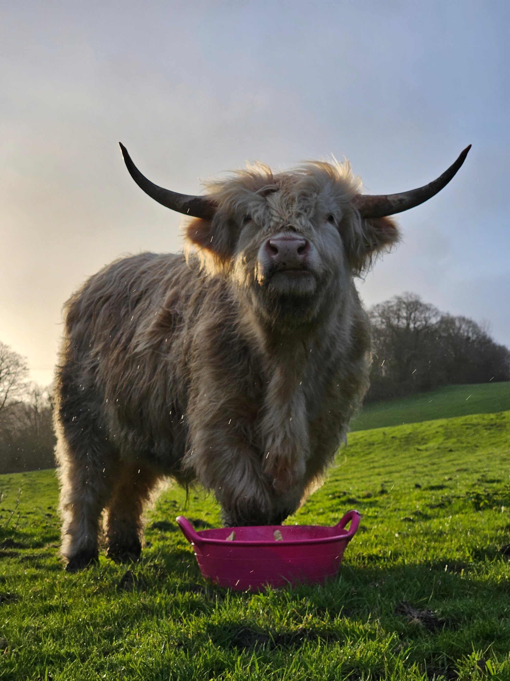 Gorilla Plas S2 Medium Feed Skip | Lightweight Food-Safe Feed Skip
