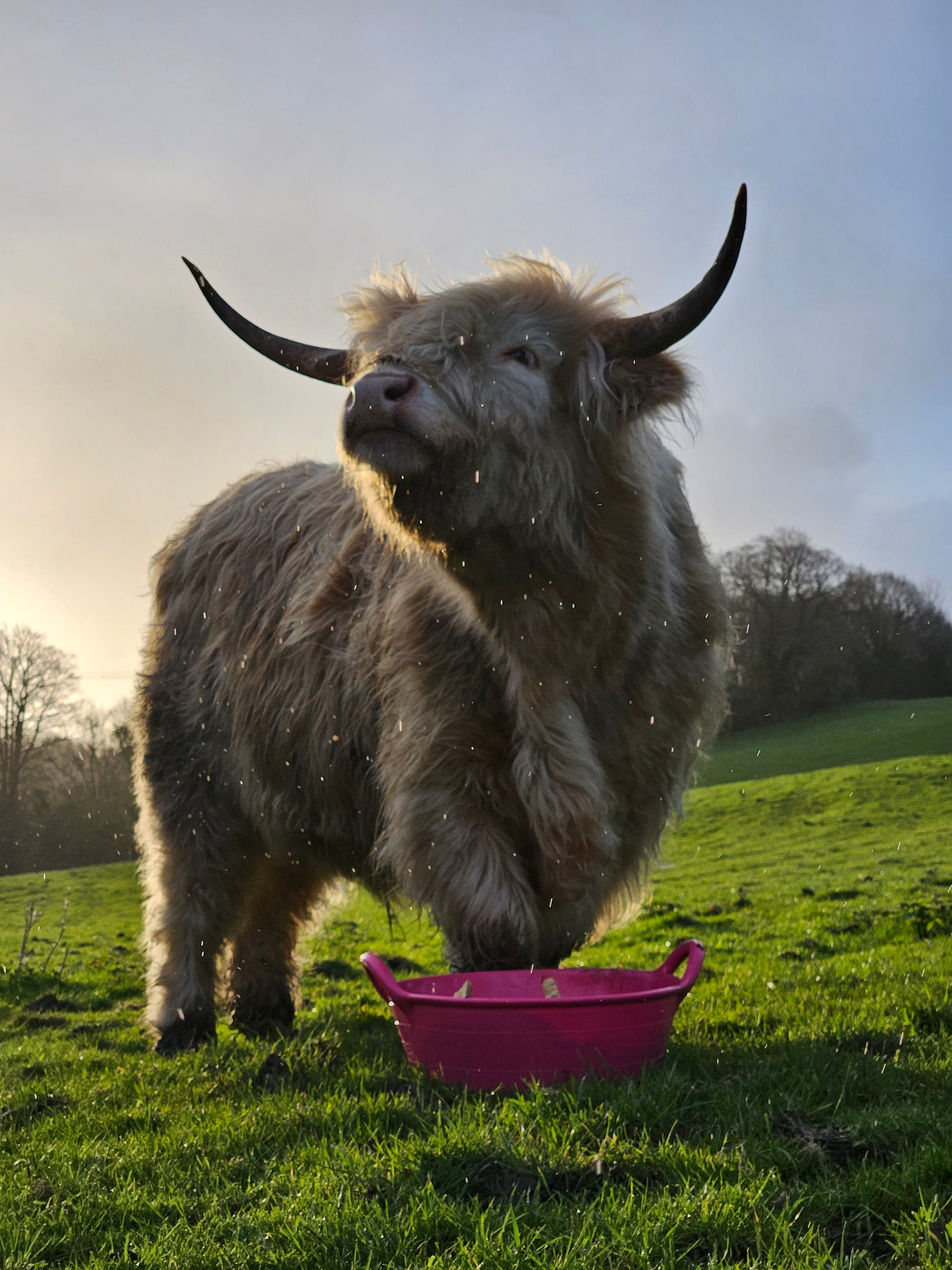 Gorilla Plas S2 Medium Feed Skip | Lightweight Food-Safe Feed Skip