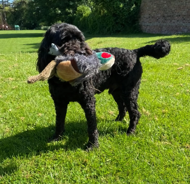 Petface Squeaky Pheasant Chew Toy