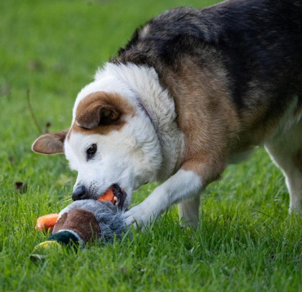 Petface Honking Duck Chew Toy