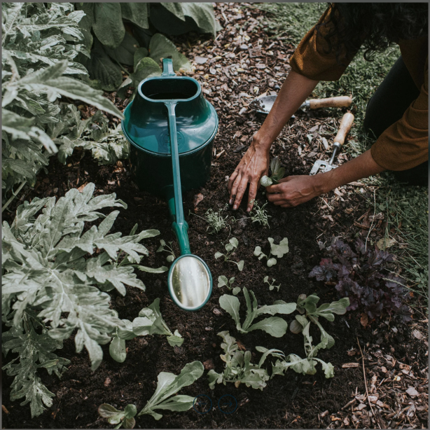 Haws Cradley Cascader (Deluxe), Green - 7 Liter / 1.8 Gallon