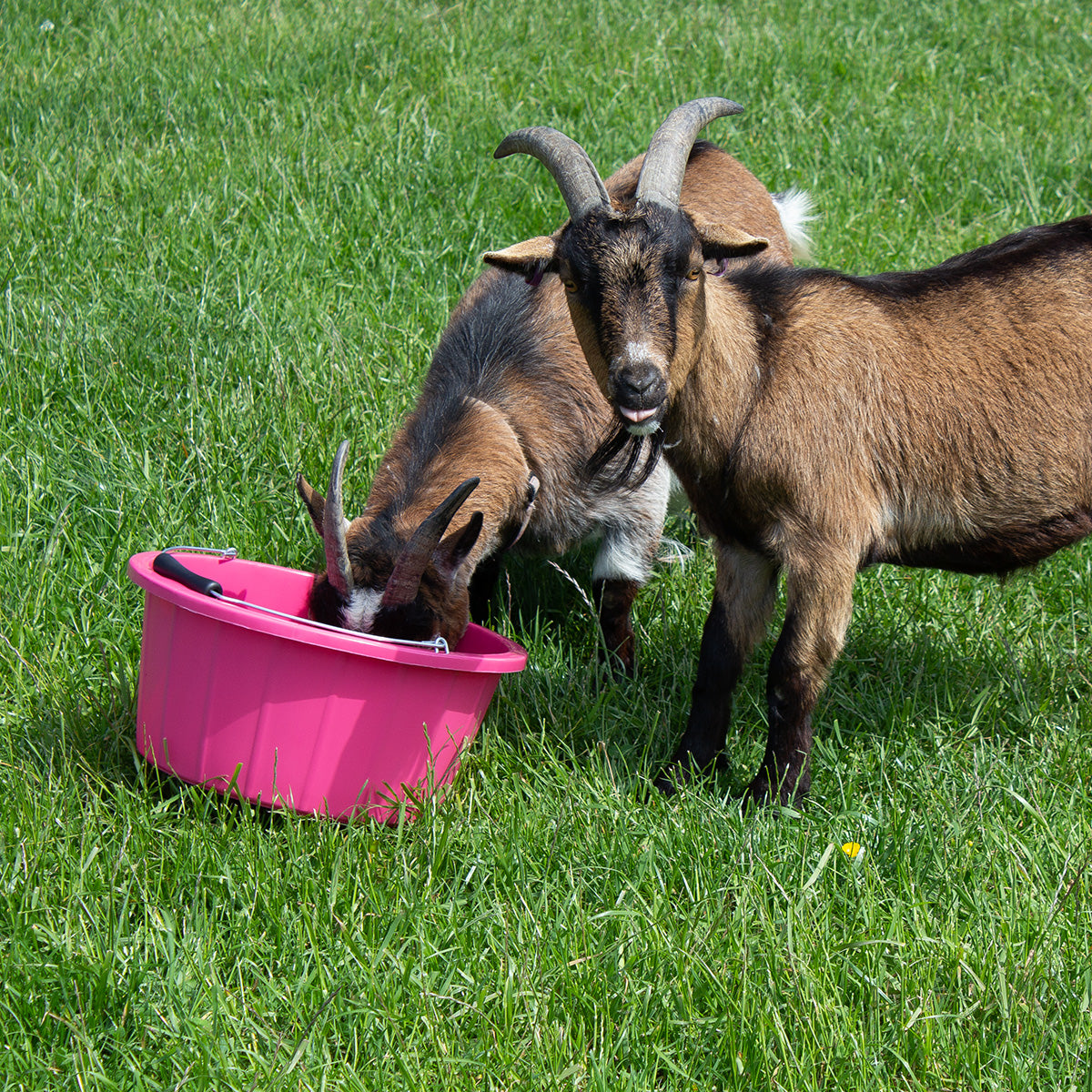 Gorilla Plas B4 Shallow Bucket | Lightweight Food-Safe Feed Bucket