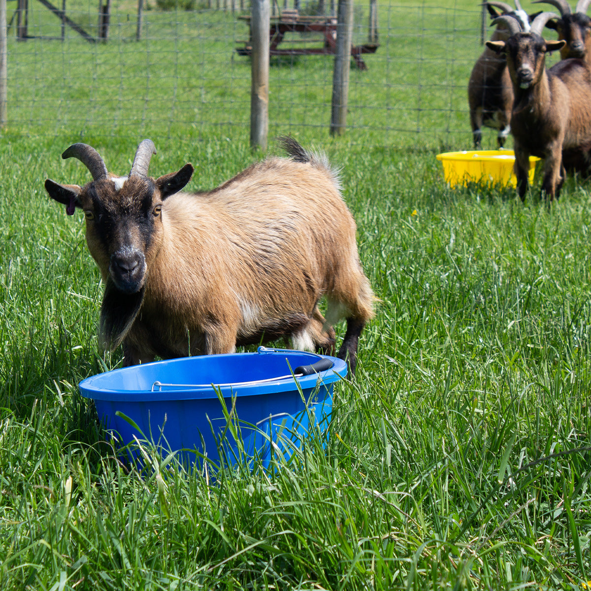 Gorilla Plas B4 Shallow Bucket | Lightweight Food-Safe Feed Bucket