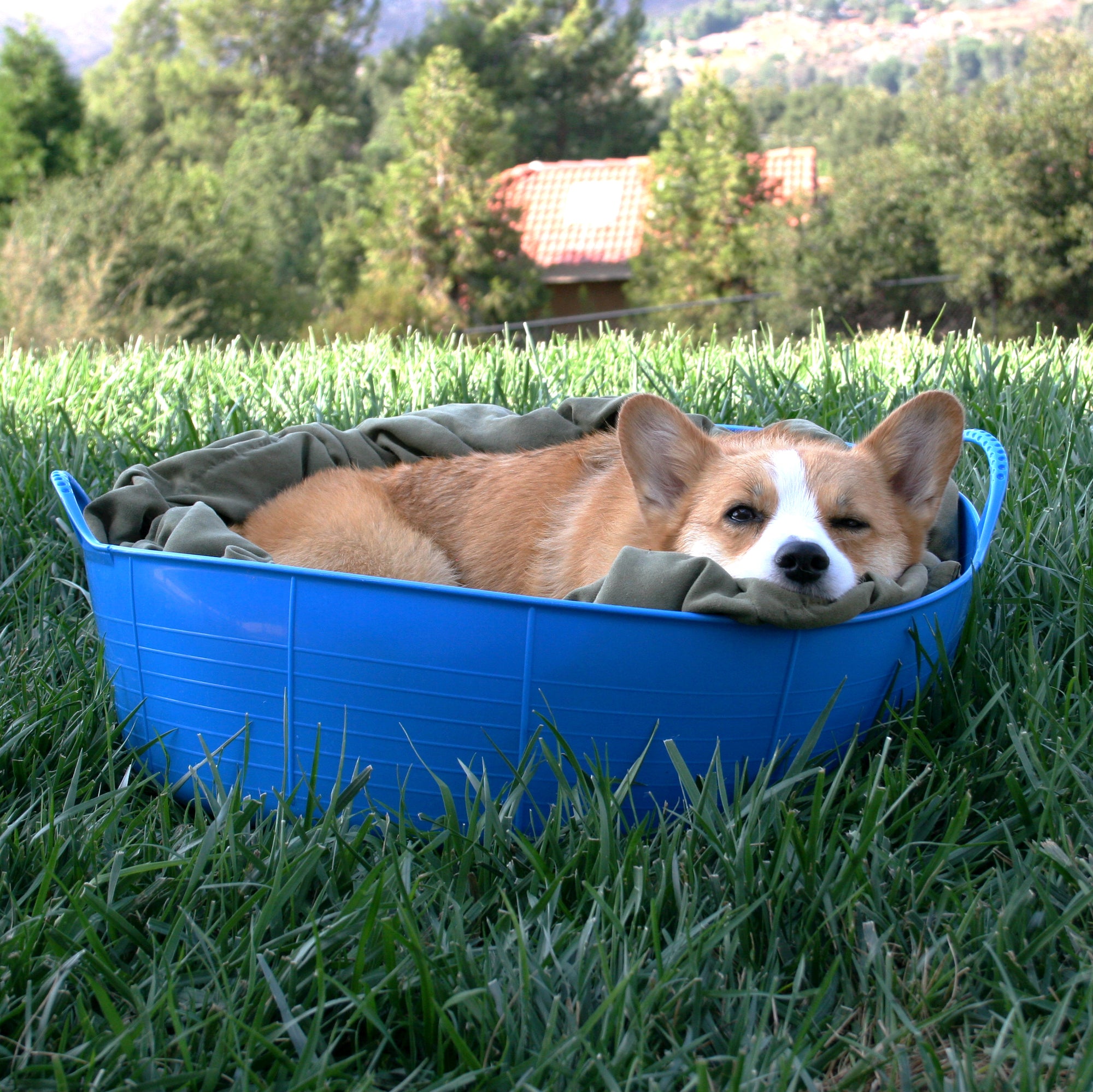 Gorilla Tub® Large Shallow 35L Flexible Utility Tub