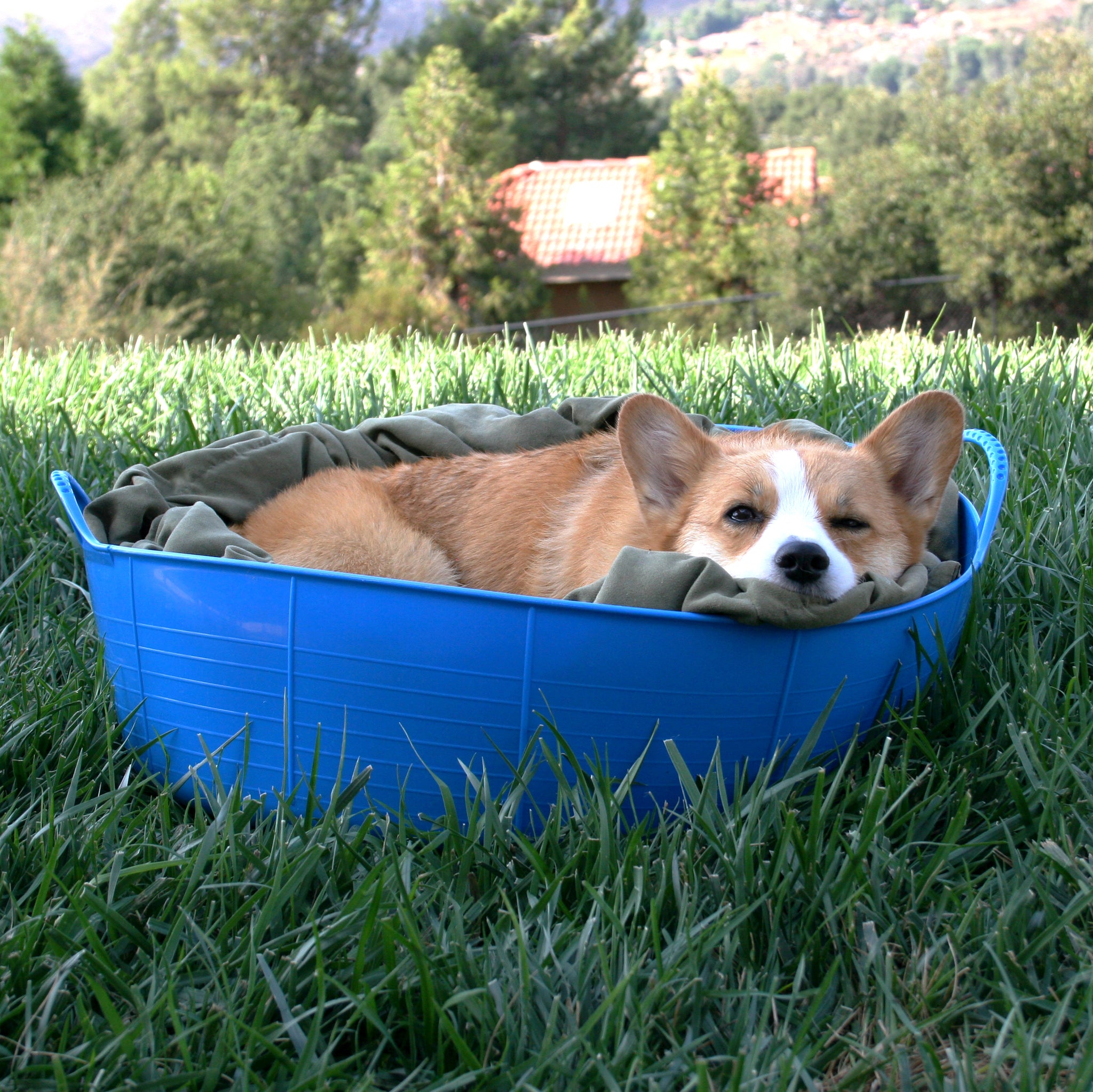 Gorilla Tub® Large Shallow 35L Flexible Utility Tub