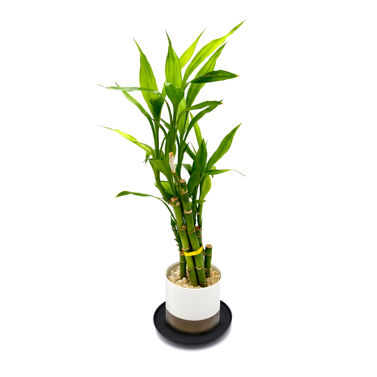 lazy susan for potted plants Down Under 12" Black Plant Turner